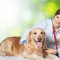 Гъбични инфекции при кучетата