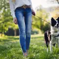 Как да се държим правилно при разходка на куче?