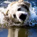 Учени: Водете кучетата си на плуване, за да са здрави!