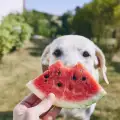 Плодове, които можете да давате на кучето