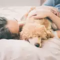 Защо кучето спи върху мен?