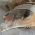 Лечение на рани при животни
