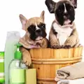 Какво трябва да знаете за шампоаните за кучета