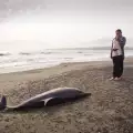 Кошмар! Намериха мъртво делфинче на плажа Корал