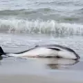 Още един труп на мъртъв делфин край Черно море! Кой е виновен?