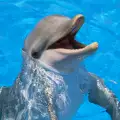 Ден на делфините отбелязват в Бургас и Варна