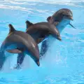 Делфините мразят да ги пипат