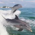 Делфини ловят риба с мрежи от кал