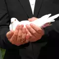Поверия с гълъби