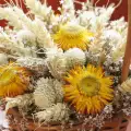 Хербарий за дома – съхранете красотата на любимите цветя
