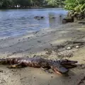 Two Headed Alligator Takes a Stroll in Florida