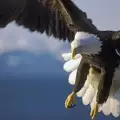 Белоглав Oрел