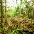 Уникални ходещи дървета в Еквадор се изсичат поголовно!