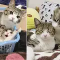 Котак осинови котенце, което е негово пълно копие