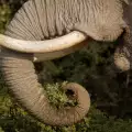 Слоница премаза ловец, опитал се да я убие