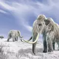 How Did Mammoths Go Extinct?