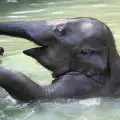 Слонове разпускат в модерен басейн