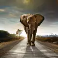 Слон-беглец си спретна разходка в германски град