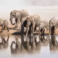 Слонове спасиха живота на 600 туристи в Непал
