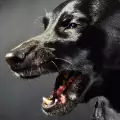 Най-шумните породи кучета