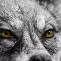 В Долината на Тургуил вият вълци с женски глави