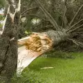 Бракониери оставили 2 животозастрашващи дървета в Разлог