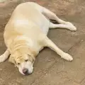 Подут корем на кучето