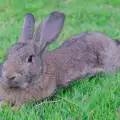 Болести по ушите на зайците
