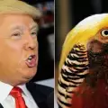 Китайски фазан е новият двойник на Доналд Тръмп