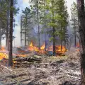 Пожар изпепели гора край Добринище