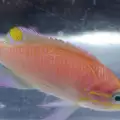 Нов вид риба ще носи името на Барак Обама