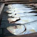 Рибните запаси на планетата намаляват стряскащо