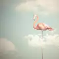 Фламинго в съня - значение и символика