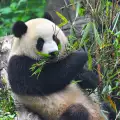 Втората най-стара панда в света стана на 140 години