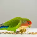 Най-красивите породи домашни папагали