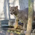 Тайнствено животно обитава зоопарк в САЩ