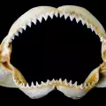Откриха останки от гингантска акула в Тексас
