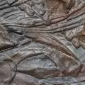 Uncovered Remains of a 560-Million-Year-Old Muscle