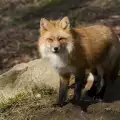 Изгладнели лисици нападат птици във варненски зоокът