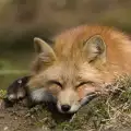Сладури! Вижте удивителното приятелство на енот и лисица
