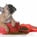 Храносмилателната система при кучетата
