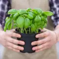 How to Store Fresh Basil?