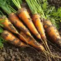 Холандските градинари направили моркова оранжев