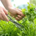 Как да берем билки правилно и безопасно?