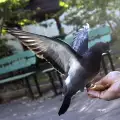В Индия опандизиха гълъб, обвинен в шпионаж