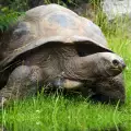 Най-голямата костенурка на земята