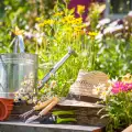 Устойчиви на вредители и болести растения в градината