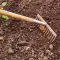 Какво да направите преди засаждане в почвата
