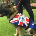 Уволненото от полицията куче си намери по-яка работа