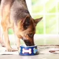 Как да приготвим здравословна каша за кучета